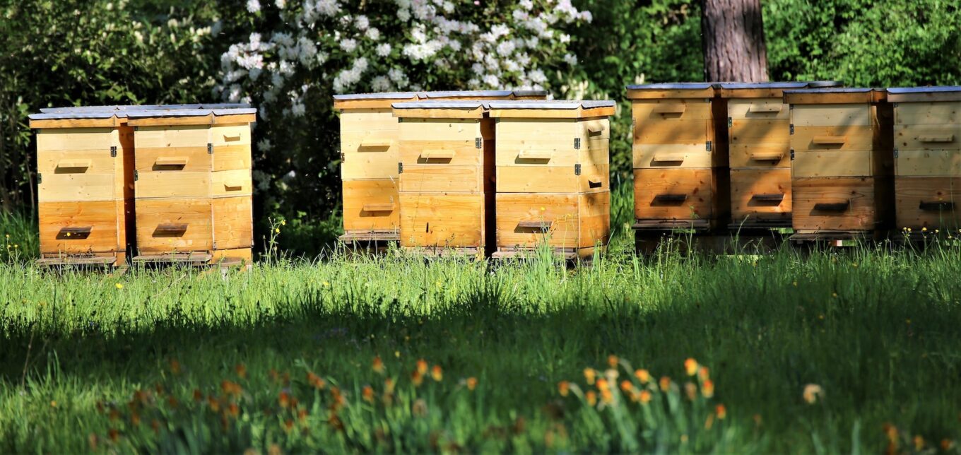 Adopt a Hive Program To Start Beekeeping – Mother Earth News - Vimarsana News